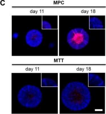 Staining of Tyrosine Hydroxylase in MPC and MTT Cell Spheroids